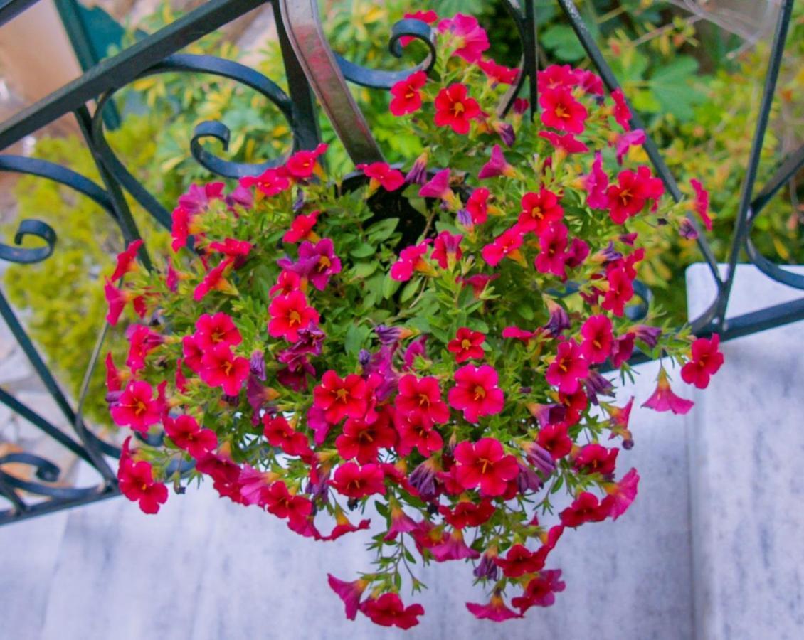 Flowers Studios Benitses  Luaran gambar